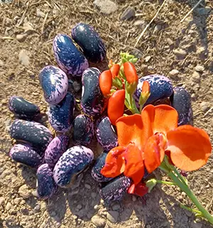 beansscarletrunnerbean