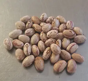 beanstaylordwarfhorticulturalcranberry