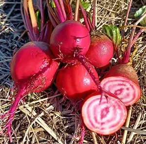 beetschioggiaguardsmark