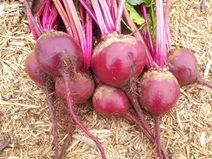 beetsearlywondertalltop