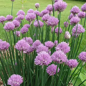 chives
