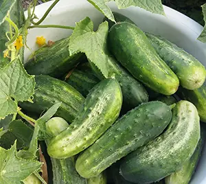 cucumberlittleleafpickling