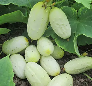 cucumberminiaturewhite