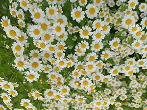 herbfeverfew