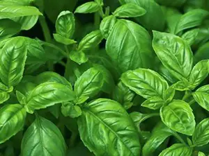 herbgenovesebasil