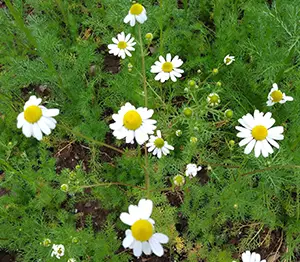herbgermanchamomile