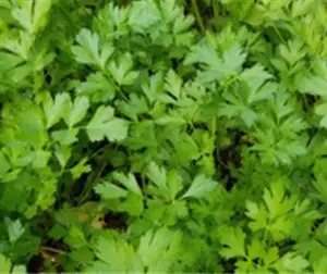 herbgreenitaliaparsley