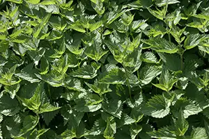herbstingingnettles