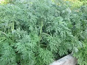 herbwormwood