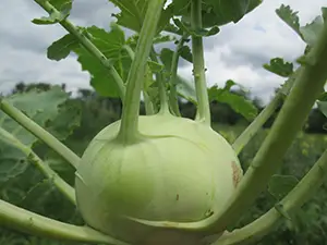 kohlrabiearlywhitevienna