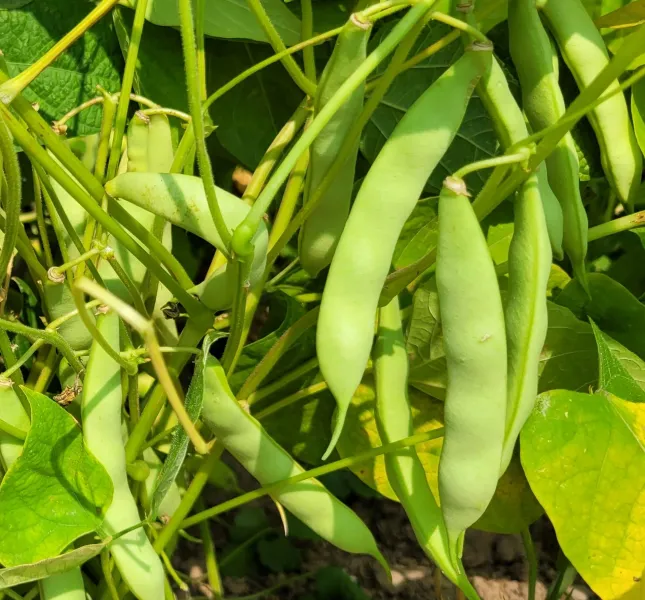 Lumberjack Bush Bean