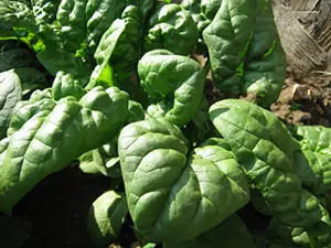 spinach_bloomsdale
