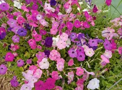 flowerbalconymixpetunia
