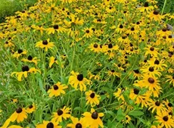 flowerblackeyedsusans