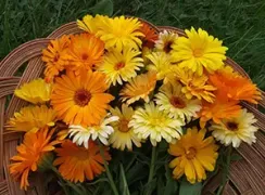 flowercalendulaflashbackmix