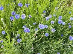 flowercornflowerblueboy