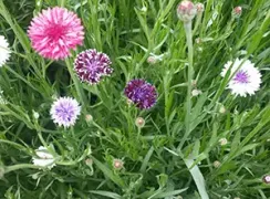 flowercornflowersmixed