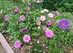 flowercregomixchinaaster