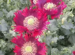 flowerdramaqueenpoppy