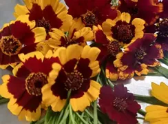 flowerdwarfplainscoreopsis