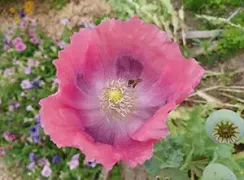 flowergigantimumpoppy