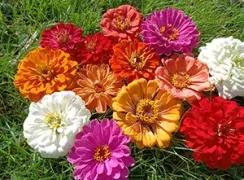 flowerzinniabenarysgiant