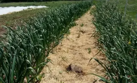 Cochrane Family Farm