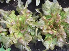 lettucebronzearrowhead