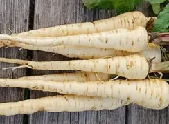 parsniplancer