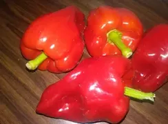 pepperausiliothin-skinneditalian