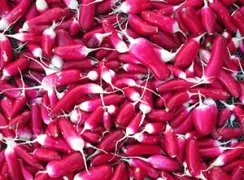 radishfrenchbreakfast