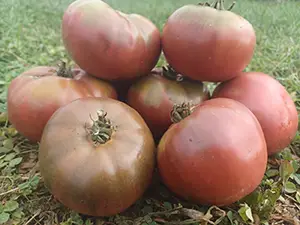 tomatocherokeepurple