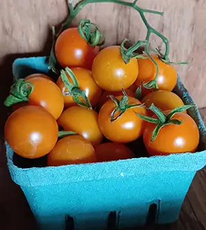 tomatogoldcherry