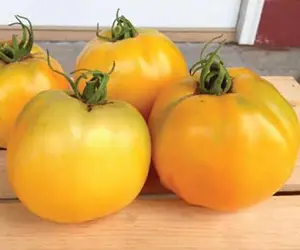 tomatogoldenjubilee